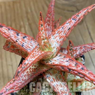 SH36528 Aloe TCT hybrid