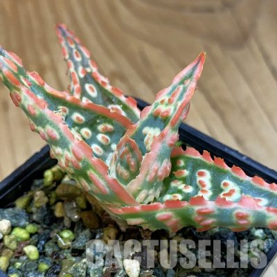 SH36529 Aloe TCT hybrid