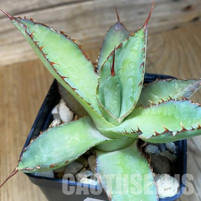 SH36530 Agave bovicornuta