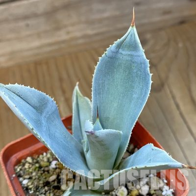 SH36531 Agave pygmaea 'Dragon Toes'