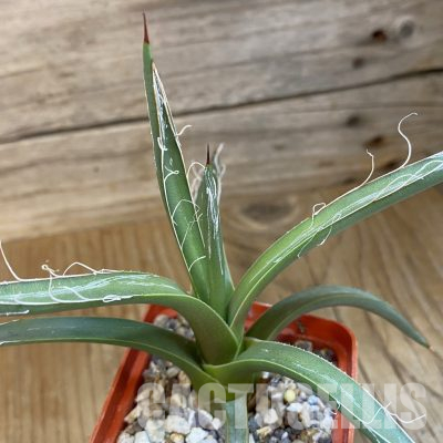 SH36532 Agave polianthiflora