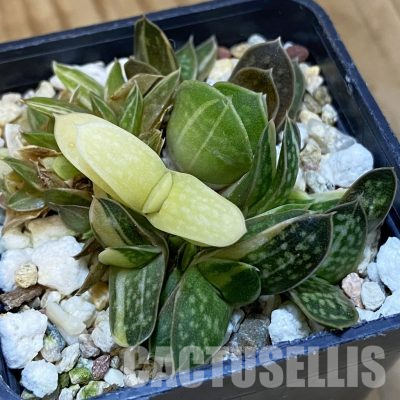 SH36533 Gasteria minima f. variegata