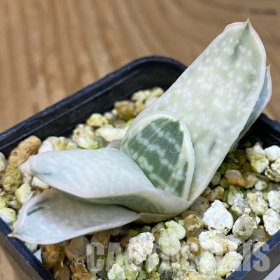 SH36534 Gasteria 'Sakura Fuji'