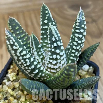 SH36535 Haworthia pumila ‘Emperor’, seedling