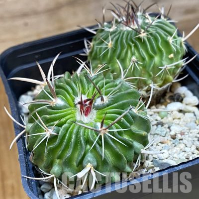 SH36497 Echinofossulocactus phyllacanthus, 2 plants, seedling