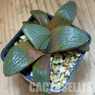 SH36536 Haworthia springbokvlakensis hybrid