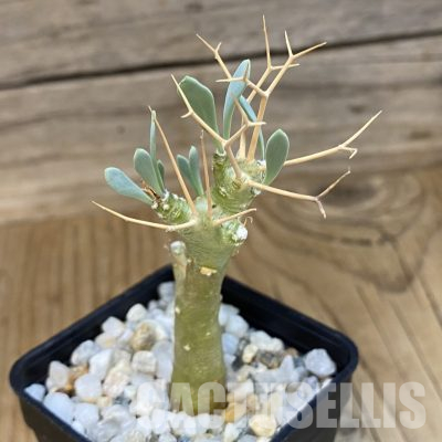 SH36537 Othonna euphorbioides