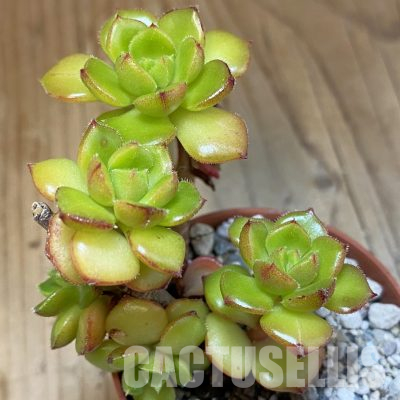 SH36538 Echeveria 'Letizia'