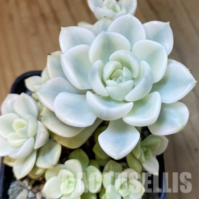 SH36539 Echeveria 'Tinkerbell' f. variegata