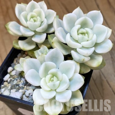 SH36540 Echeveria 'Tinkerbell' f. variegata