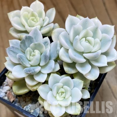 SH36541 Echeveria 'Tinkerbell' f. variegata