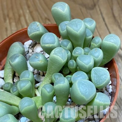 SH36542 Fenestraria rhopalophylla