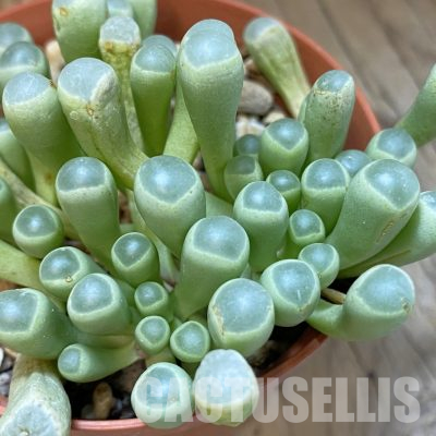 SH36543 Fenestraria rhopalophylla