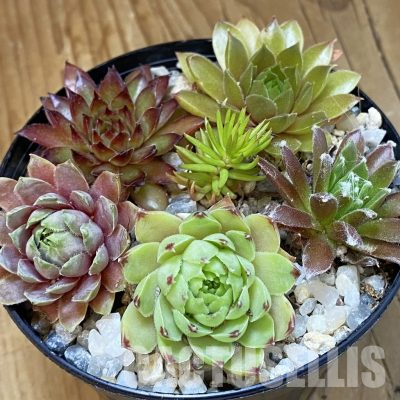 SH36544 Sempervivum mix (cold-resistant)