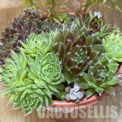 SH36545 Sempervivum mix (cold-resistant)