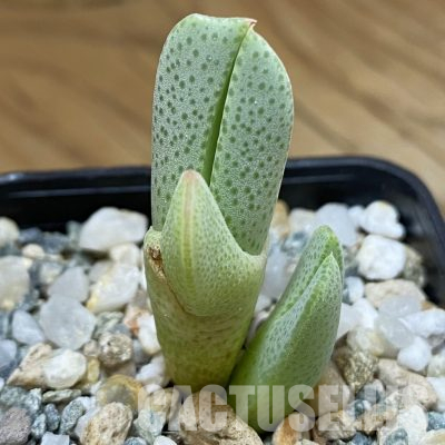SH36547 Cheiridopsis albirosea SB 722