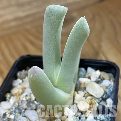 SH36548 Cheiridopsis candidissima