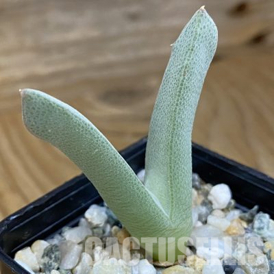 SH36549 Odontophorus angustifolius