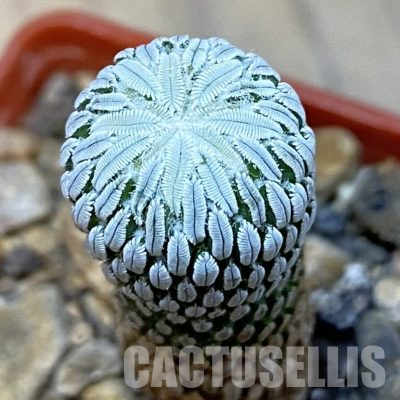 SH36550 Pelecyphora aselliformis