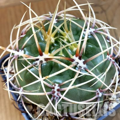 SH36498 Gymnocalycium monvillei v. steineri P 182