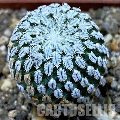 SH36551 Turbinicarpus pseudopectinatus v. rubriflorus