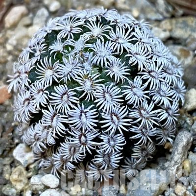 SH36552 Mammillaria hernandezii