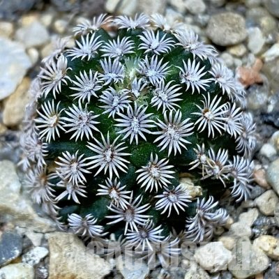 SH36553 Mammillaria hernandezii