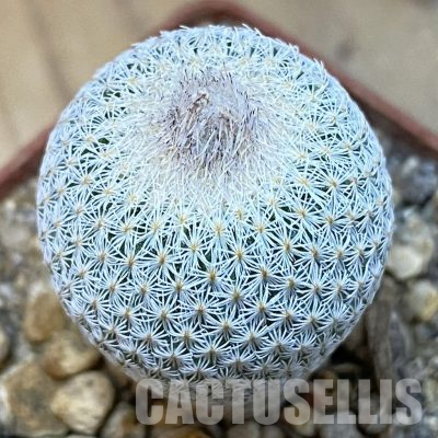 SH36554 Epithelantha micromeris SB 1327