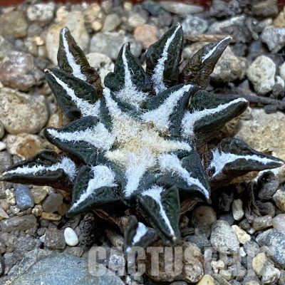 SH36555 Ariocarpus kotschoubeyanus v. macdowellii