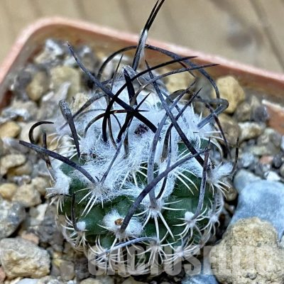 SH36556 Turbinicarpus dickisoniae
