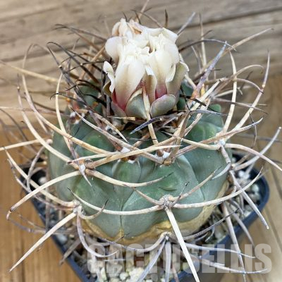 SH36494 Gymnocalycium cardenasianum v. pseudoarmatum VOS 999, 15 years old