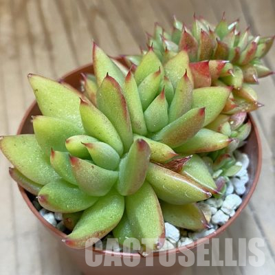 SH36557 Echeveria agavoides f. cristata
