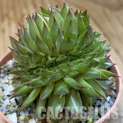 SH36558 Sempervivum f. cristata (cold-resistant)