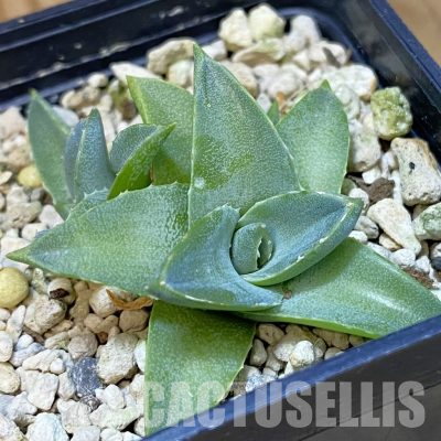 SH36560 Agave filifera x victoriae-reginae compact