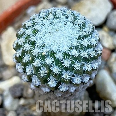 SH36561 Pelecyphora strobiliformis, 6 years old