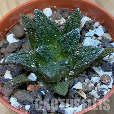 SH36562 Ariocarpus hintonii