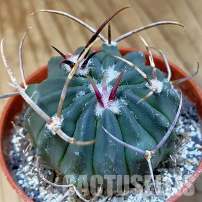 SH36564 Echinofossulocactus coptonogonus