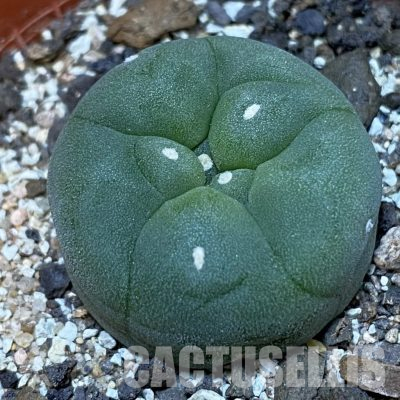 SH36565 Anhalonium diffusa v. letea