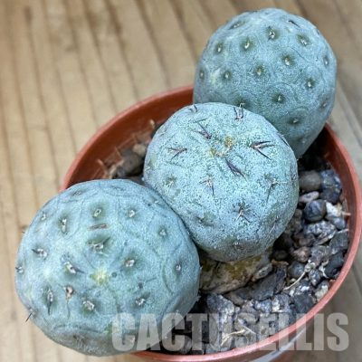 SH36566 Tephrocactus geometricus