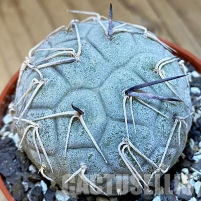 SH36567 Tephrocactus geometricus