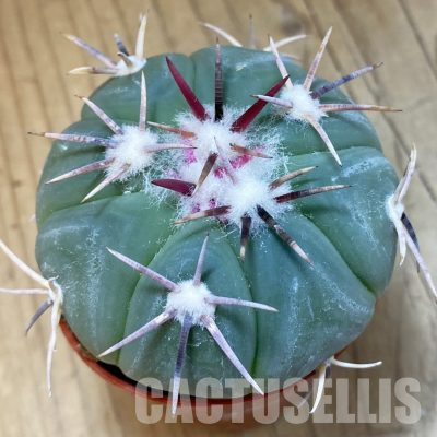 SH36570 Echinocactus horizonthalonius -Tula-
