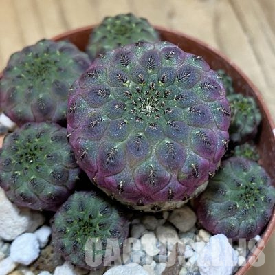 SH36571 Sulcorebutia rauschii