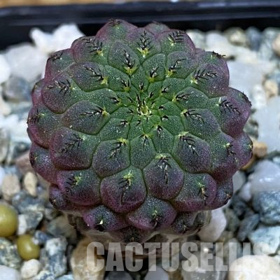 SH36572 Sulcorebutia rauschii