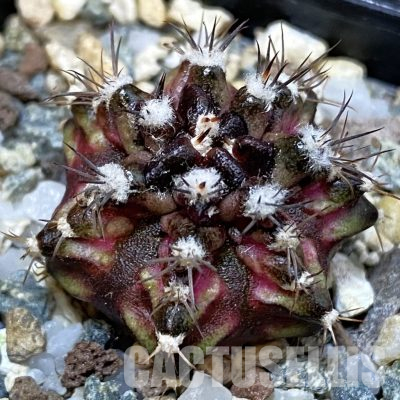 SH36574 Gymnocalycium mihanovichii ‘T-Rex’
