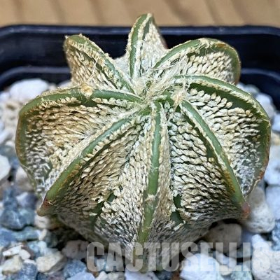 SH36575 Astrophytum crassispinum MZ 131