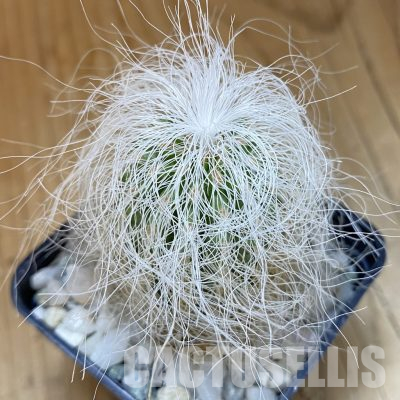 SH36576 Cephalocereus senilis