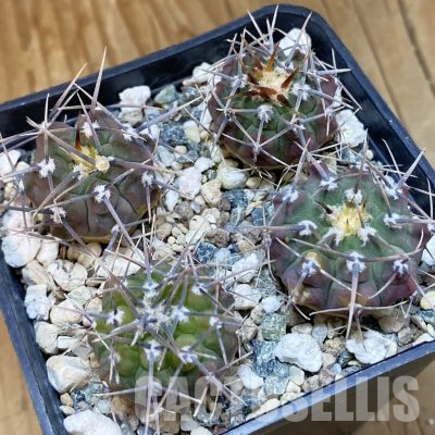 SH36500 Gymnocalycium vatteri, selection seedling, 4 plants