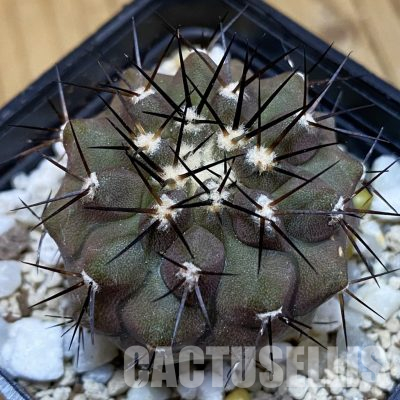 SH36577 Copiapoa cinerea, seedling