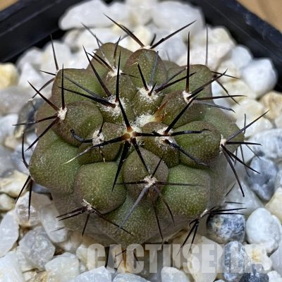 SH36578 Copiapoa cinerea, seedling