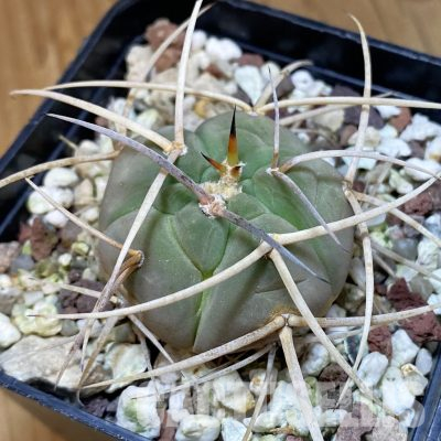 SH36501 Gymnocalycium cardenasianum -Piltz-